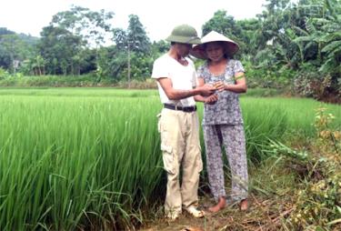 Nông dân xã Báo Đáp, huyện Trấn Yên kiểm tra tình hình phát triển của cây lúa sau mưa lũ để có biện pháp chăm sóc kịp thời và hiệu quả.