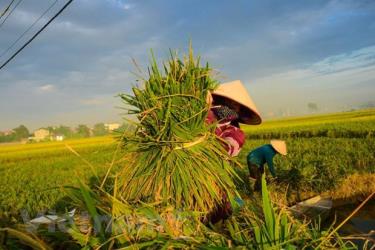 Nông dân thu hoạch lúa.