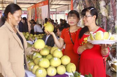 Sản phẩm bưởi Đại Minh trưng bày tại Lễ hội “Bưởi Đại Minh và đua thuyền trên hồ Thác Bà” lần thứ I.