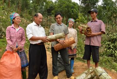 Ông Giàng A Phử, thôn Sài Lương 3 trao đổi với người dân về việc thu mua quế vỏ.