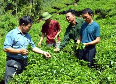 Cán bộ xã Bình Thuận trao đổi với người dân về kỹ thuật chăm sóc chè.