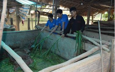 Mô hình nuôi lợn rừng của đoàn viên Bàn Tiến Nhị, thôn Khe Giang.