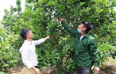 Ông Phạm Quang Huyên, thôn Chanh, xã Phù Nham trao đổi với lãnh đạo xã về kỹ thuật trồng, chăm sóc bưởi da xanh.