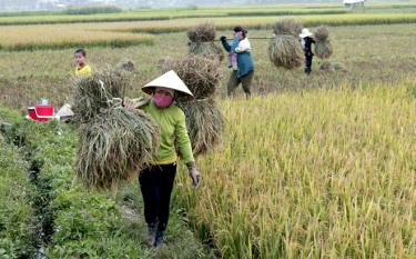 Nông dân Nghĩa Lộ thu hoạch lúa xuân. Ảnh Báo Anh