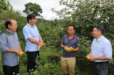 Đồng chí Nông Việt Yên - Bí thư Huyện ủy Mù Cang Chải (thứ hai, bên trái) thăm mô hình trồng hồng không hạt và nuôi lợn rừng của gia đình ông Thào A Phổng, tại xã Nậm Khắt.