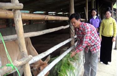 Gia đình anh Hoàng Đình Văn phát triển chăn nuôi gia súc, mang lại thu nhập cao.