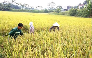 Đến trung tuần tháng 5, toàn tỉnh thu hoạch được 1.565 ha lúa xuân.