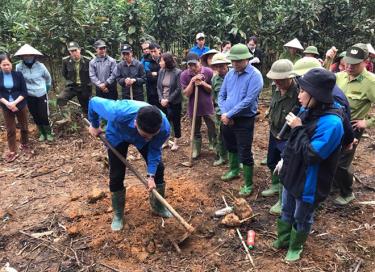 Lãnh đạo huyện Trấn Yên và cán bộ khuyến nông hướng dẫn nông dân xã Hưng Khánh kỹ thuật trồng tre măng Bát độ.