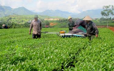 Nông dân xã Nghĩa Lộ thu hoạch chè. (Ảnh: Hoài Văn)