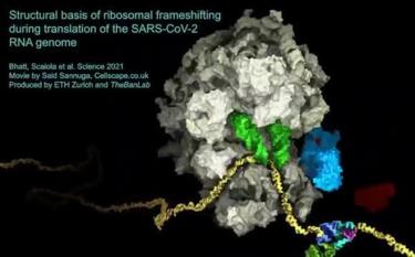 RNA (màu vàng) của virus corona tạo thành cấu trúc pseudoknot (nhiều màu, phía dưới bên phải) dẫn đến sự thay đổi khung của ribosome (màu nâu). Bằng cách này, RNA của virus kiểm soát mức độ sản xuất protein của các tế bào nhiễm bệnh. Ảnh: ETH Zurich
