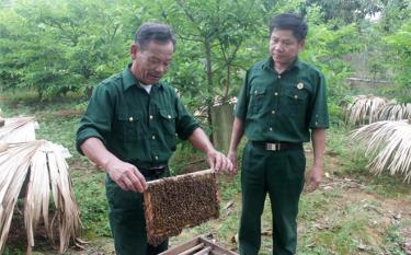 Một mô hình nuôi ong của hội viên cựu chiến binh xã Đào Thịnh cho thu nhập gần 100 triệu đồng/năm.