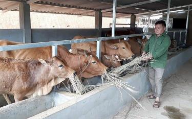 The buffalo and cow raising model of Giang A Hong in Lao Chai commune has brought about high economic values