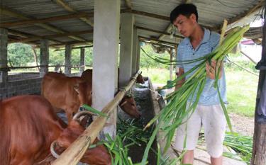 Nhờ các chính sách hỗ trợ phát triển chăn nuôi của tỉnh, nhiều hộ dân có điều kiện phát triển đàn gia súc, gia cầm.