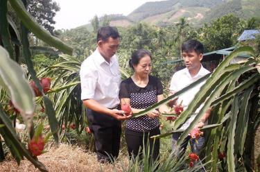 Vườn thanh long của gia đình ông Nguyễn Ngọc Hồ mỗi năm cho thu nhập gần trăm triệu đồng.