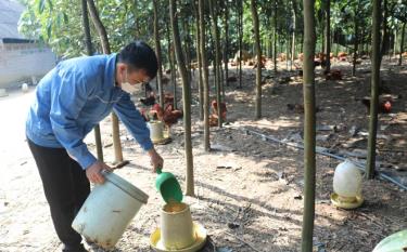 Mô hình nuôi gà dưới tán cây quế của anh Đinh Công Thiệu.