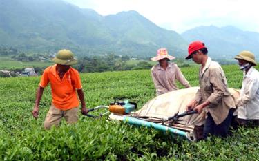 Nông dân thị trấn Nông trường Liên Sơn thu hoạch chè.