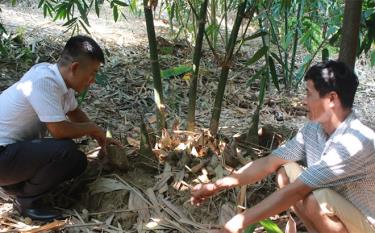 Cán bộ ngành nông nghiệp hướng dẫn người dân huyện Văn Yên chăm sóc tre măng Bát độ.