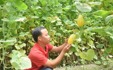 Mô hình trồng dưa lê Hàn Quốc trong nhà kính tại thị trấn Yên Thế, huyện Lục Yên. (Ảnh: T.L)