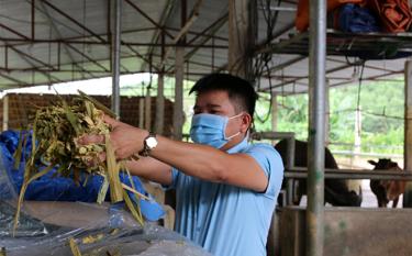 Anh Hoàng Văn Liêm - thôn Cây Tre, xã Xuân Lai, huyện Yên Bình thành công với mô hình hợp tác xã về chăn nuôi gia súc.