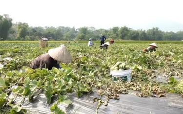 Nông dân thôn Bản Khinh thu hoạch dưa bở.