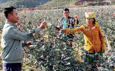 Nhờ chuyển đổi cơ cấu cây trồng, nhiều hộ ở xã Nậm Khắt đã liên kết trồng hoa hồng và mang lại nguồn thu nhập cao.