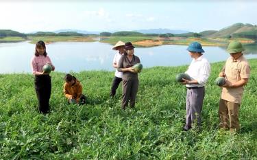 Nông dân xã Yên Thành phấn khởi khi dưa cho năng suất, chất lượng cao.