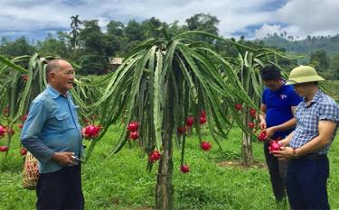 Thanh long ruột đỏ xã Hưng Khánh phấn đấu đạt sản phẩm OCOP. Trong ảnh: Nông dân xã Hưng Khánh chia sẻ kinh nghiệm chăm sóc thanh long.