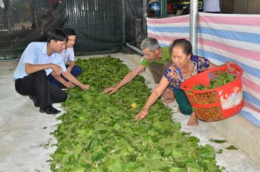 Lãnh đạo xã Báo Đáp kiểm tra mô hình nuôi tằm tại thôn Đồng Sâm.