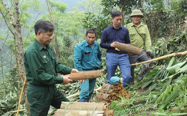 Nhân dân thôn 5, xã Đào Thịnh, huyện Trấn Yên phát triển diện tích trồng quế hữu cơ.