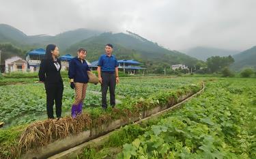 Lãnh đạo xã Bạch Hà tham quan mô hình trồng dưa của chị Hà Thị Nhiệm.