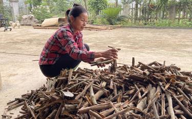 Bà Hà Thị Chiêm sơ loại quế để bán cho tư thương.