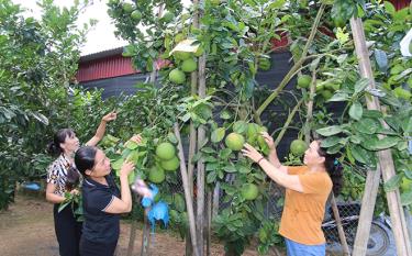 Nhờ ứng dụng các tiến bộ khoa học công nghệ trong quá trình chăm sóc, chất lượng bưởi Đại Minh ngày càng được nâng cao.