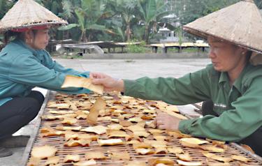 Từ phát triển kinh tế - xã hội, Yên Bái đã bố trí việc làm cho 5.224 lao động. (Ảnh: Thành Trung)