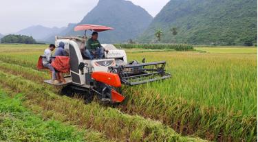 Nông dân Lục Yên sử dụng máy gặt đập liên hoàn đẩy nhanh tiến độ thu hoạch lúa xuân.