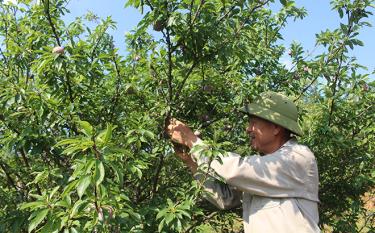Farmers in Nghia Lo are harvesting plums.