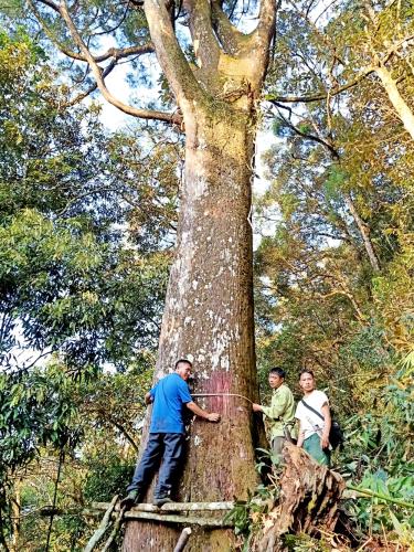 Lực lượng kiểm lâm huyện và cán bộ xã Chế Tạo khoanh vùng và thực hiện việc đo đếm cây pơ mu đại thụ.