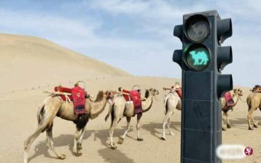 Đèn giao thông dành cho lạc đà trên sa mạc.