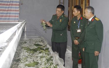 Cựu chiến binh Lê Chí Công giới thiệu về quy trình kỹ thuật trồng dâu nuôi tằm.