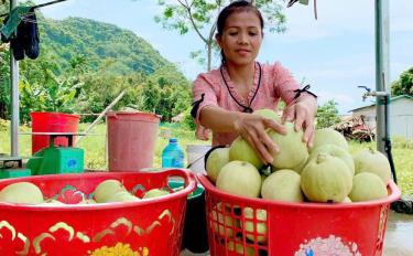 Mô hình trồng dưa lê Hàn Quốc đem lại thu nhập cao cho các hộ dân thôn São, xã Tân Lập.