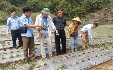 Lãnh đạo Liên minh HTX tỉnh thăm, kiểm tra mô hình trồng cây dược liệu tại HTX Lũng Lô, xã Thượng Bằng La, huyện Văn Chấn.