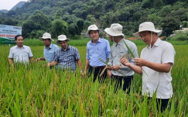 Ông Nguyễn Đức Điển - Phó Giám đốc Sở Nông nghiệp và Phát triển nông thôn (ngoài cùng bên phải) kiểm tra năng suất, tiến độ thu hoạch lúa xuân tại huyện Lục Yên.