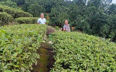 Cán bộ xã Nga Quán, huyện Trấn Yên trao đổi quy trình sản xuất chè hữu cơ với hộ ông Đinh Văn Lợi.