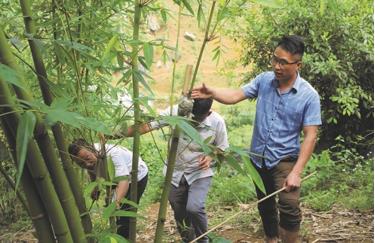 Sùng A Dê hướng dẫn tổ viên chiết cành măng tre Bát Độ. Ảnh: Hoàng Yên