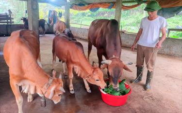 Ông Lê Văn Thành ở xã Minh Tiến, huyện Lục Yên đi đầu trong phát triển chăn nuôi đại gia súc theo hướng hàng hóa ở địa phương.