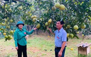 Bí thư Chi bộ Hoàng Thanh Nghị và cán bộ cơ sở kiểm tra, đánh giá chất lượng các vườn bưởi trên địa bàn thôn.