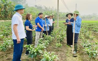 Lãnh đạo thị trấn Sơn Thịnh, huyện Văn Chấn thăm, kiểm tra mô hình trồng ớt xanh của nông dân trên địa bàn.