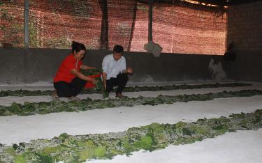Chị Lê Thị Tuyết cùng cán bộ nông nghiệp xã An Bình trao đổi kỹ thuật chăm sóc tằm.
