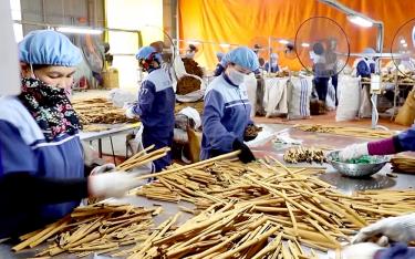 Yen Bai province currently has 3,530 active enterprises. (In the photo: Workers at Son Ha Cinnamon and Spice Co., Ltd. in Van Yen district processing cinnamon products for export.)