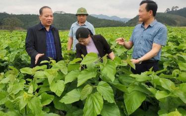 Lãnh đạo và người dân xã Xuân Ái, huyện Văn Yên kiểm tra chất lượng lá dâu tằm trên địa bàn.