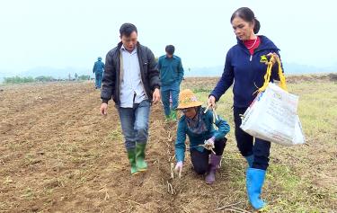 Nông dân huyện Trấn Yên phát triển trồng dâu nuôi tằm